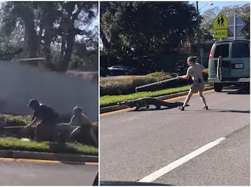 Video. Cocodrilo escapa de camioneta transportadora y causa caos en Florida