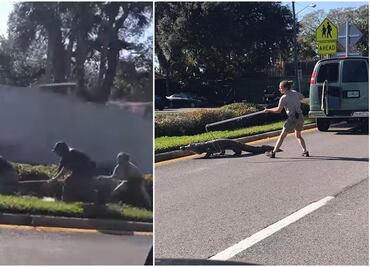 Video. Cocodrilo escapa de camioneta transportadora y causa caos en Florida