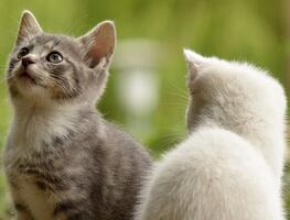 Los gatos pueden ubicar a sus dueños usando señales de audio: estudio