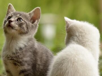 Los gatos pueden ubicar a sus dueños usando señales de audio: estudio