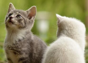 Los gatos pueden ubicar a sus dueños usando señales de audio: estudio