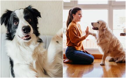 8 razas de perros más fáciles de entrenar, según expertos en crianza y cuidado