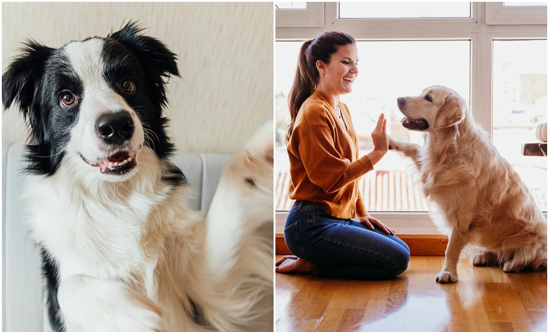 8 razas de perros más fáciles de entrenar, según expertos en crianza y cuidado. Foto: iSTOCK-Iuliia Zavalishina-Eva Blanco
