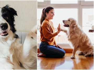 8 razas de perros más fáciles de entrenar, según expertos en crianza y cuidado