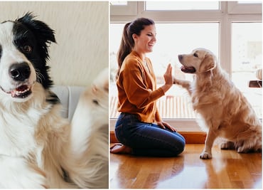 8 razas de perros más fáciles de entrenar, según expertos en crianza y cuidado