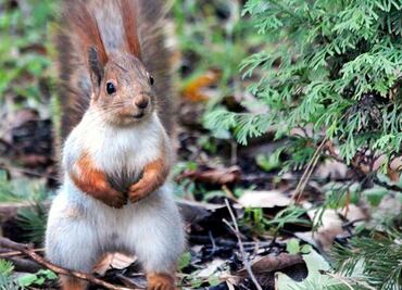 Video. Ardilla pide ayuda de mujer para salvar a su cría, acorralada por un gato