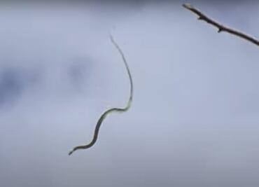Científicos descifran los movimientos de las ‘serpientes voladoras’