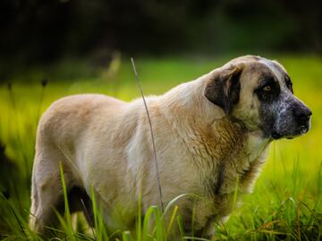 Guinness suspende título a Bobi, el perro más viejo del mundo ante dudas sobre su edad