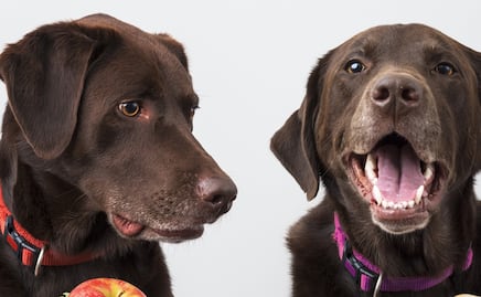 ¿Qué debe y qué no debe comer un perro?
