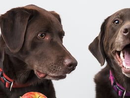 ¿Qué debe y qué no debe comer un perro?