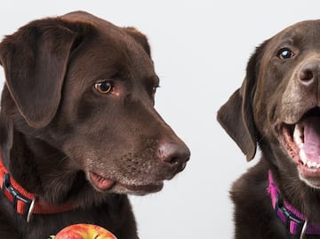 ¿Qué debe y qué no debe comer un perro?