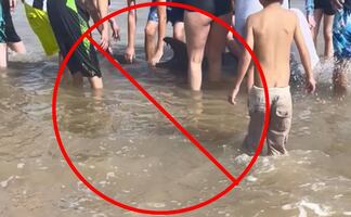 Captan a bañistas acosando a delfín en Texas hasta matarlo