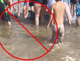 Captan a bañistas acosando a delfín en Texas hasta matarlo