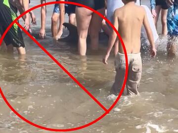 Captan a bañistas acosando a delfín en Texas hasta matarlo