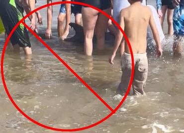 Captan a bañistas acosando a delfín en Texas hasta matarlo