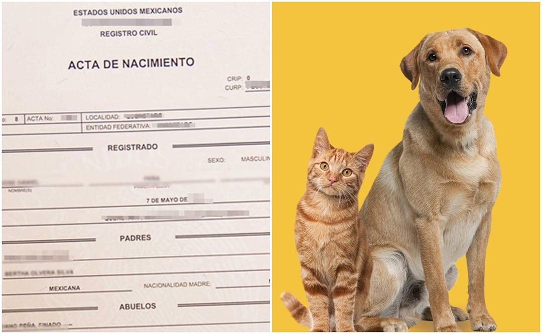 La Secretaría del Medio Ambiente de la Ciudad de México te brinda actas de nacimiento para mascotas. Foto: Archivo/El Universal / iStock