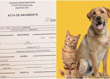 ¡Un nuevo nivel de amor y cuidado! Así puedes tramitar el acta de nacimiento para tu mascota