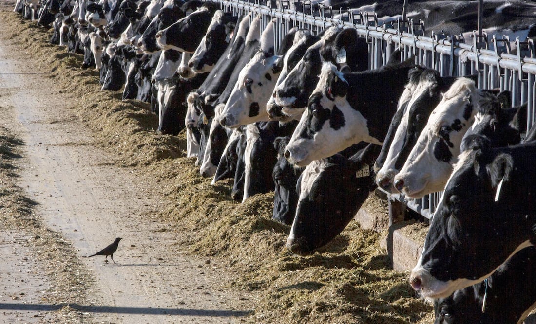 Alerta en Texas y Kansas! Leche de vacas lecheras da positivo en pruebas de influenza aviar. Foto: AP / Rodrigo Abd