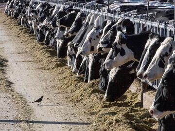 ¡Alerta en Texas y Kansas! Leche de vacas lecheras da positivo a gripe aviar. ¿Hay riesgo para los consumidores?