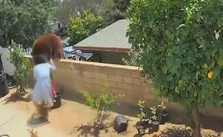 Video. Joven salva a cachorros de familia oso que merodeaba su patio