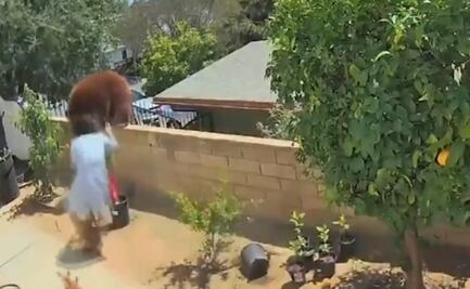 Video. Joven salva a cachorros de familia oso que merodeaba su patio