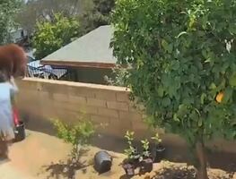 Video. Joven salva a cachorros de familia oso que merodeaba su patio