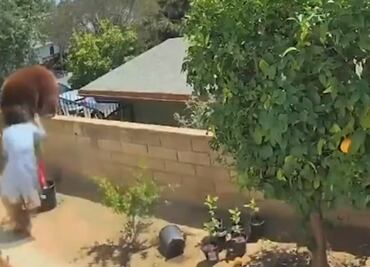 Video. Joven salva a cachorros de familia oso que merodeaba su patio