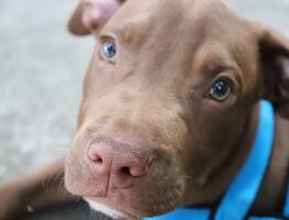 Encuentran a cachorro de pitbull que fue tirado a la basura en Ohio