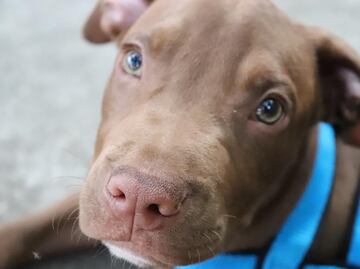 Encuentran a cachorro de pitbull que fue tirado a la basura en Ohio