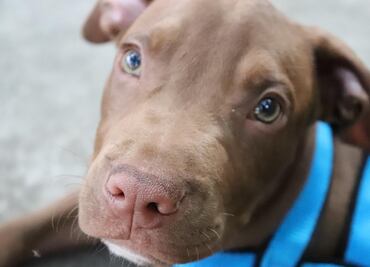 Encuentran a cachorro de pitbull que fue tirado a la basura en Ohio