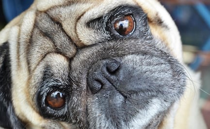 Salud de los pugs es tan mala que ya no son "perros típicos": estudio