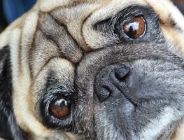 Salud de los pugs es tan mala que ya no son "perros típicos": estudio