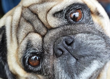Salud de los pugs es tan mala que ya no son "perros típicos": estudio