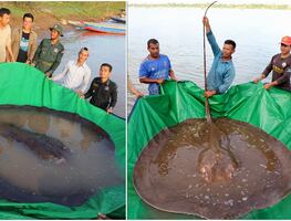 ¡Insólito! Capturan el pez de agua dulce más grande registrado en el mundo