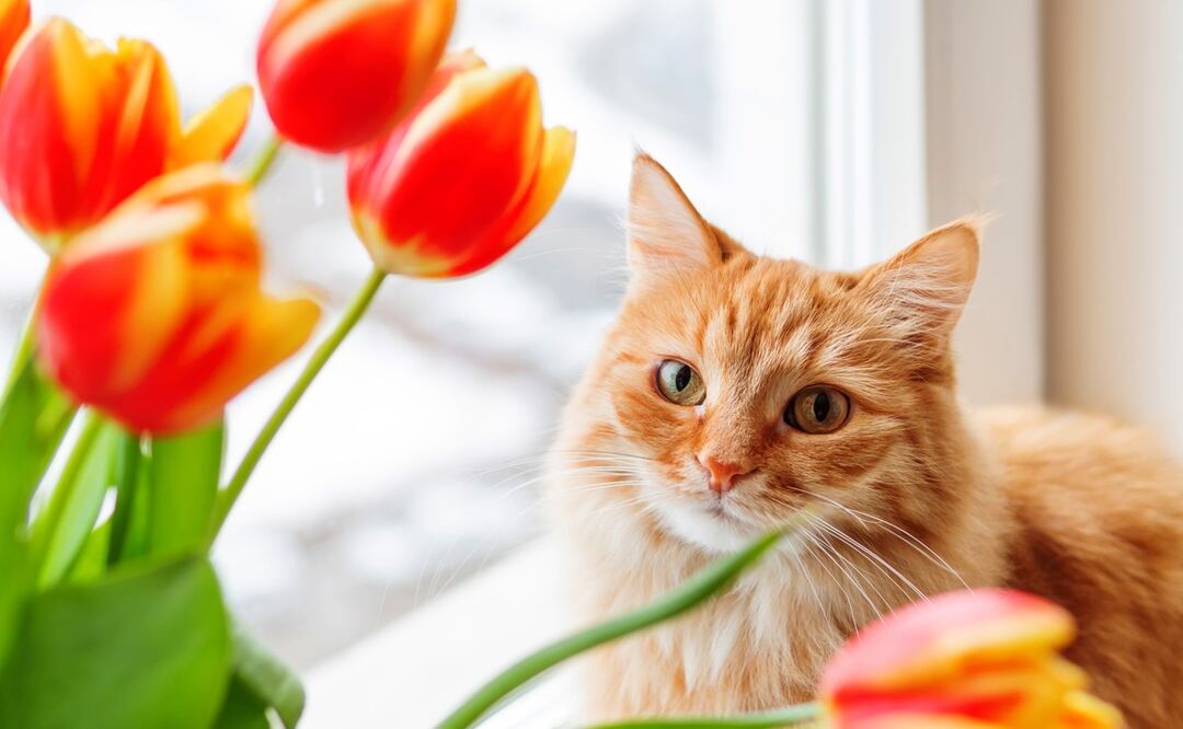 Las plantas y flores más peligrosas para los gatos. ¡Ten cuidado con ellas! Foto: iStock-Konstantin Aksenov