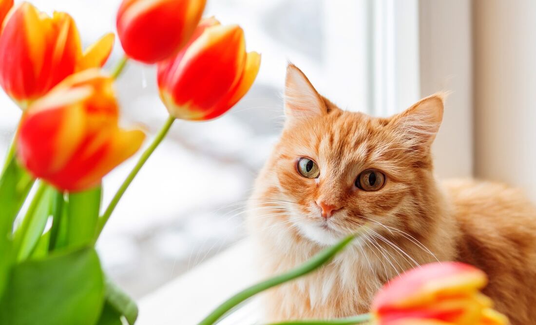 Las plantas y flores más peligrosas para los gatos. ¡Ten cuidado con ellas! Foto: iStock-Konstantin Aksenov