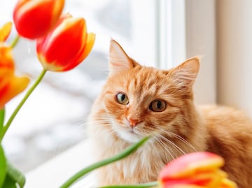 Las plantas y flores más peligrosas para los gatos. ¡Ten cuidado con ellas!