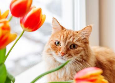 Las plantas y flores más peligrosas para los gatos. ¡Ten cuidado con ellas!