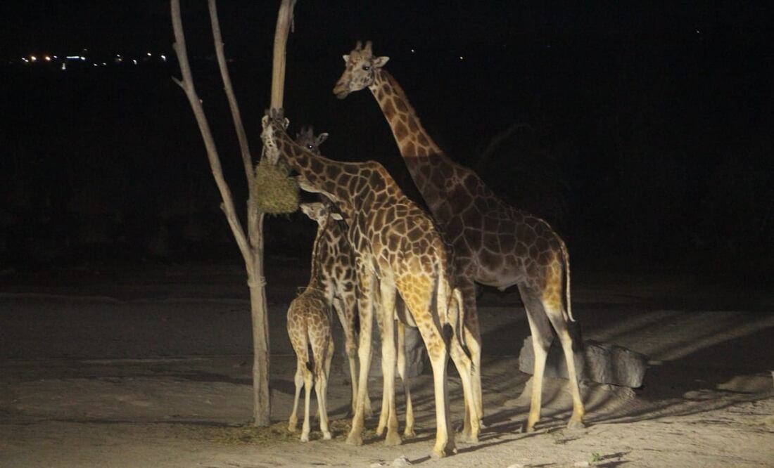 Jirafa Benito llega a Africam Safari, Puebla, después de un viaje de 30 horas desde Ciudad Juárez. Foto: EL UNIVERSAL/ Omar Contreras