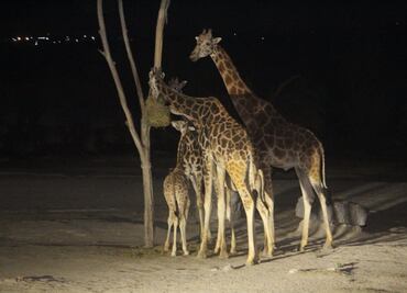 Jirafa Benito llega a Africam Safari, Puebla, después de un viaje de 30 horas desde Ciudad Juárez