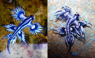 Encuentran ‘dragones azules’ en la Isla del Padre, Texas