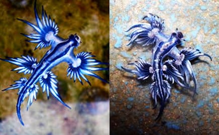 Encuentran ‘dragones azules’ en la Isla del Padre, Texas