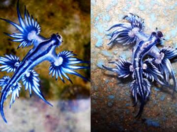 Encuentran ‘dragones azules’ en la Isla del Padre, Texas