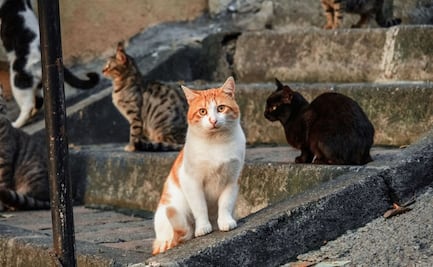 Dueño de refugio para gatitos muere tras salvar a felinos de incendio en Nueva York