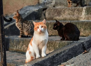 Dueño de refugio para gatitos muere tras salvar a felinos de incendio en Nueva York