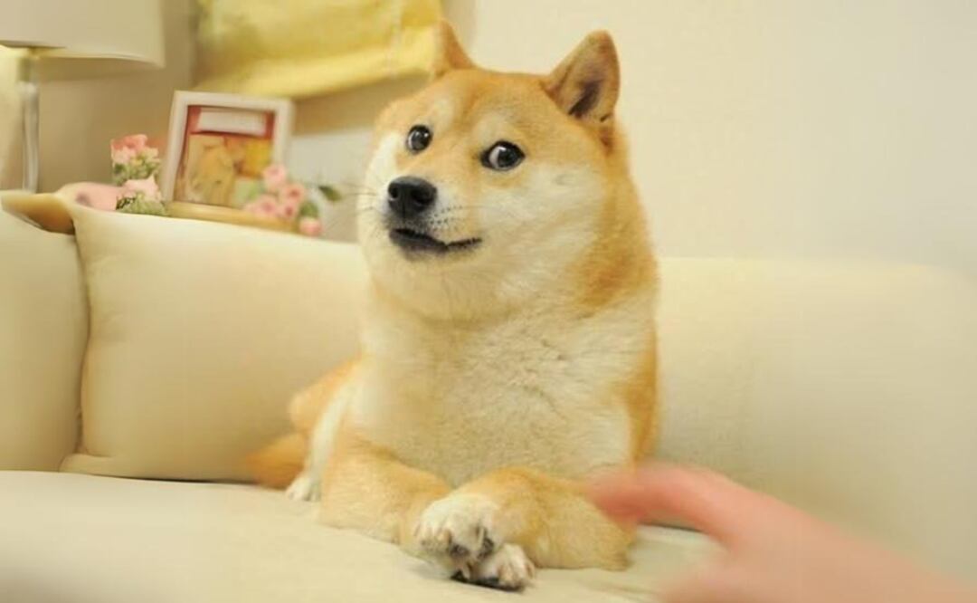 Muere Kabosu, el perro que inspiró el meme 'Doge' y a Dogecoin; ¿cuál es su historia? Foto: Atsuko Sato