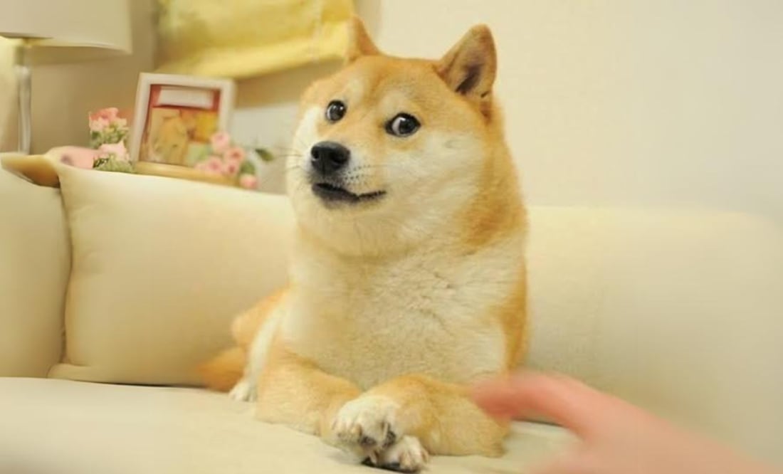 Muere Kabosu, el perro que inspiró el meme 'Doge' y a Dogecoin; ¿cuál es su historia? Foto: Atsuko Sato