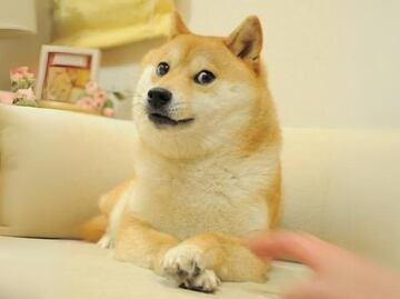 Muere Kabosu, el perro que inspiró el meme 'Doge' y a Dogecoin; ¿cuál es su historia?