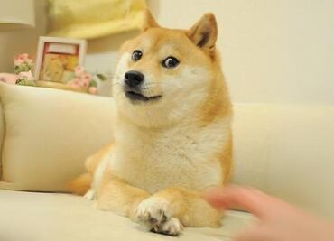 Muere Kabosu, el perro que inspiró el meme 'Doge' y a Dogecoin; ¿cuál es su historia?