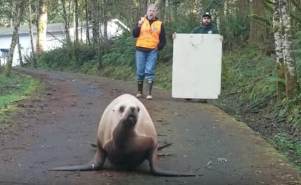 Oficiales se enfrentan a león marino para liberar camino en EU